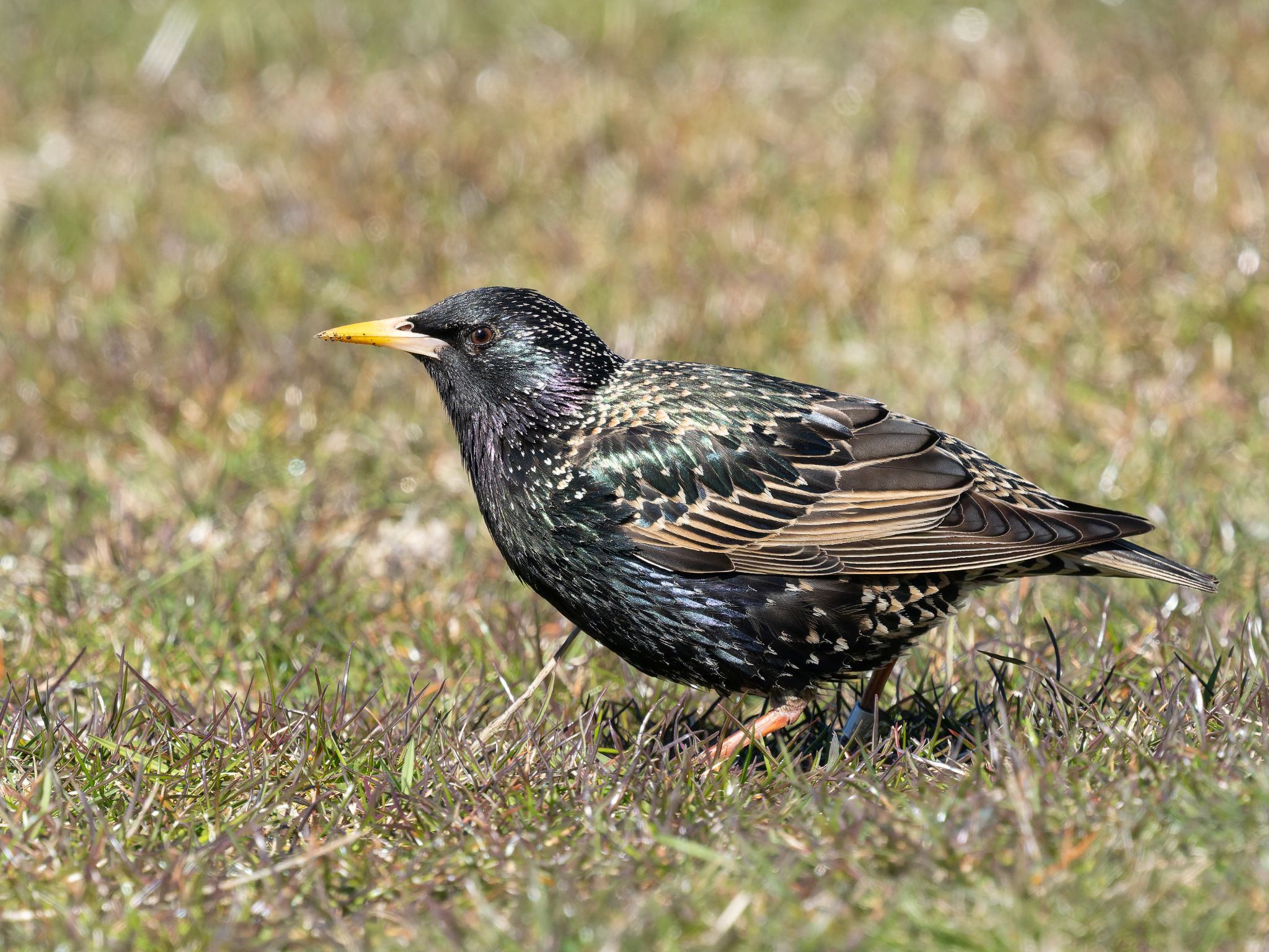 304 260421 1104 J  1JR0301 DxO DeepPRIME 3